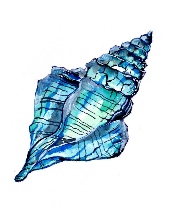 Blue Conch Seashell a Sebastian  Grafmann
