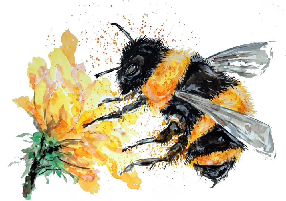 Bumble Bee Collecting Pollen a Sebastian  Grafmann