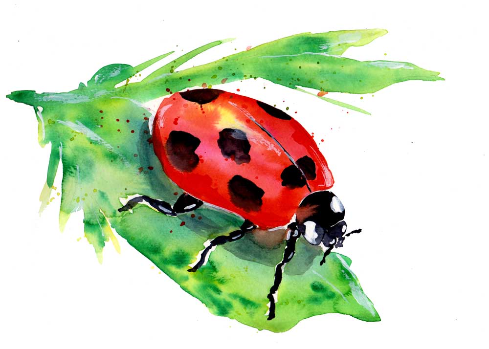 Ladybug On A Green Leaf a Sebastian  Grafmann