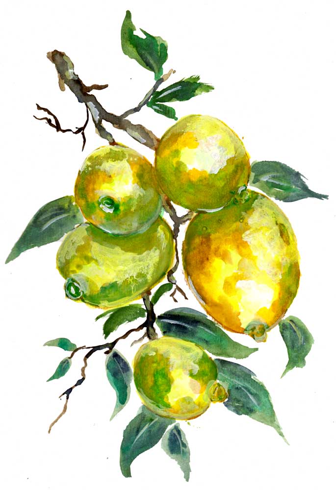 Frutti di limone su un ramo a Sebastian  Grafmann