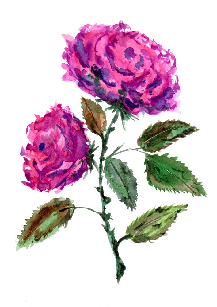 Purple Roses a Sebastian  Grafmann