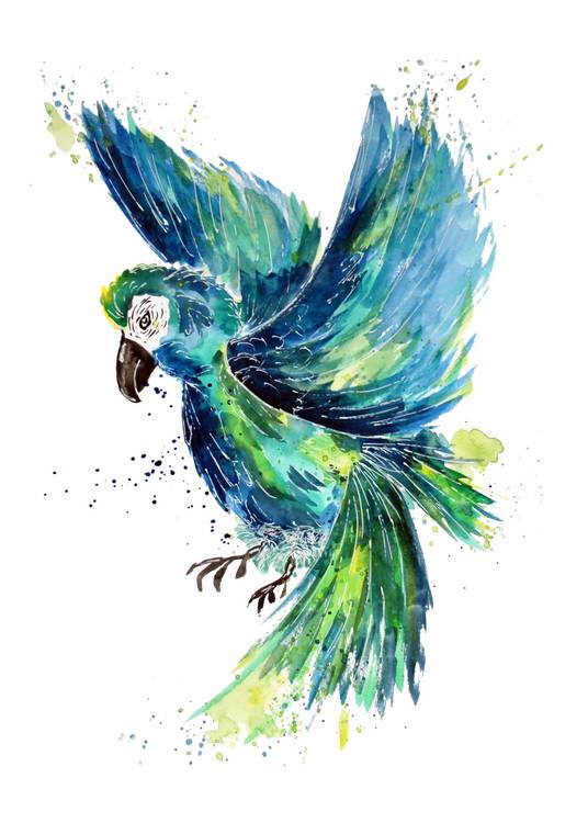 Turquoise Watercolor Parrot a Sebastian  Grafmann