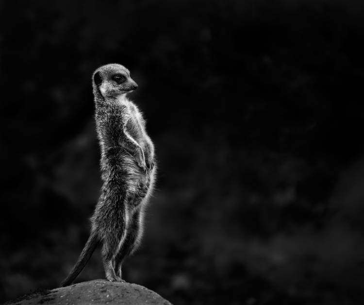 The meerkat a Greetje Van Son