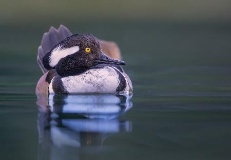 Merganser morning