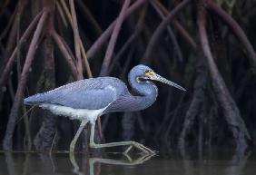 Stalking in the Mangroves