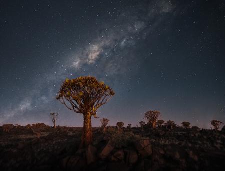 Milky Way Over Quiver Trees