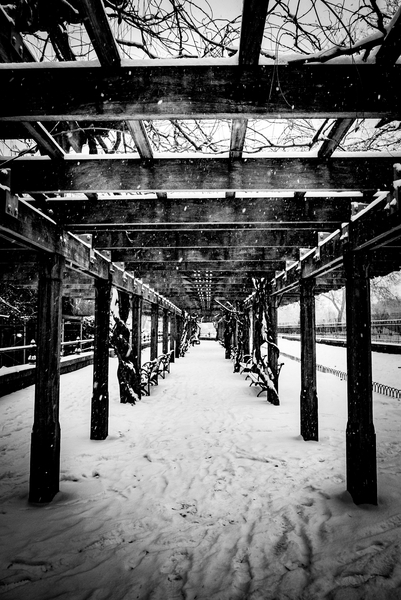 Central Park Winter a Guilherme Pontes