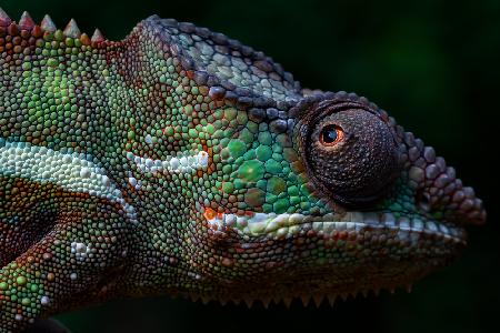 The Face of Panther Chameleon