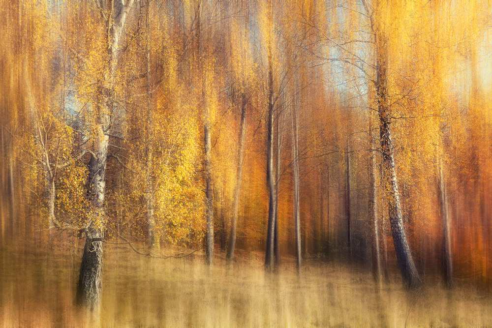 Autumn Birches a Gustav Davidsson