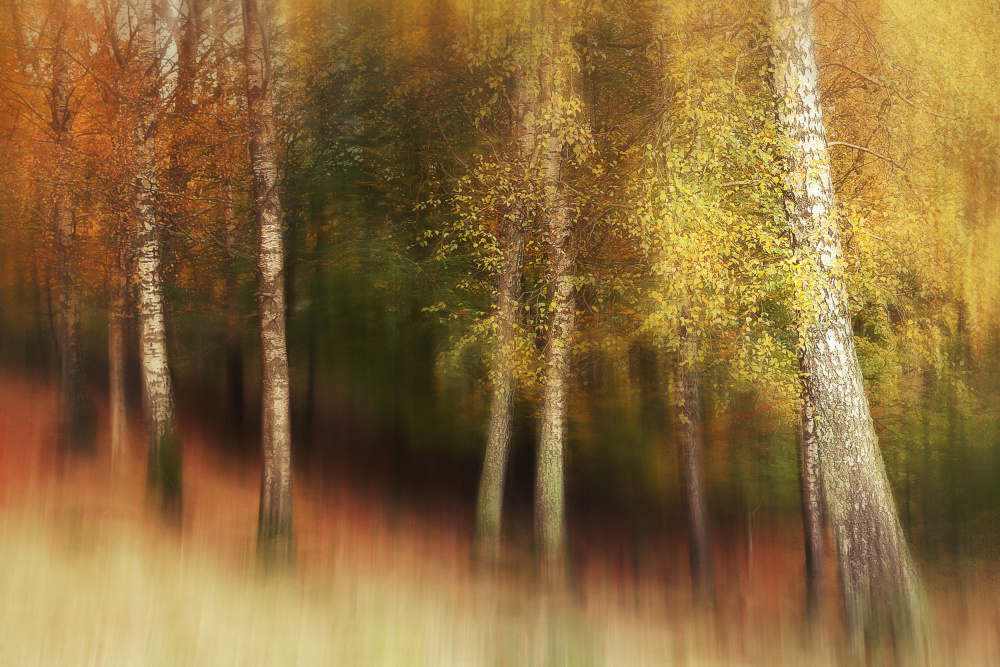 Autumn Colors a Gustav Davidsson