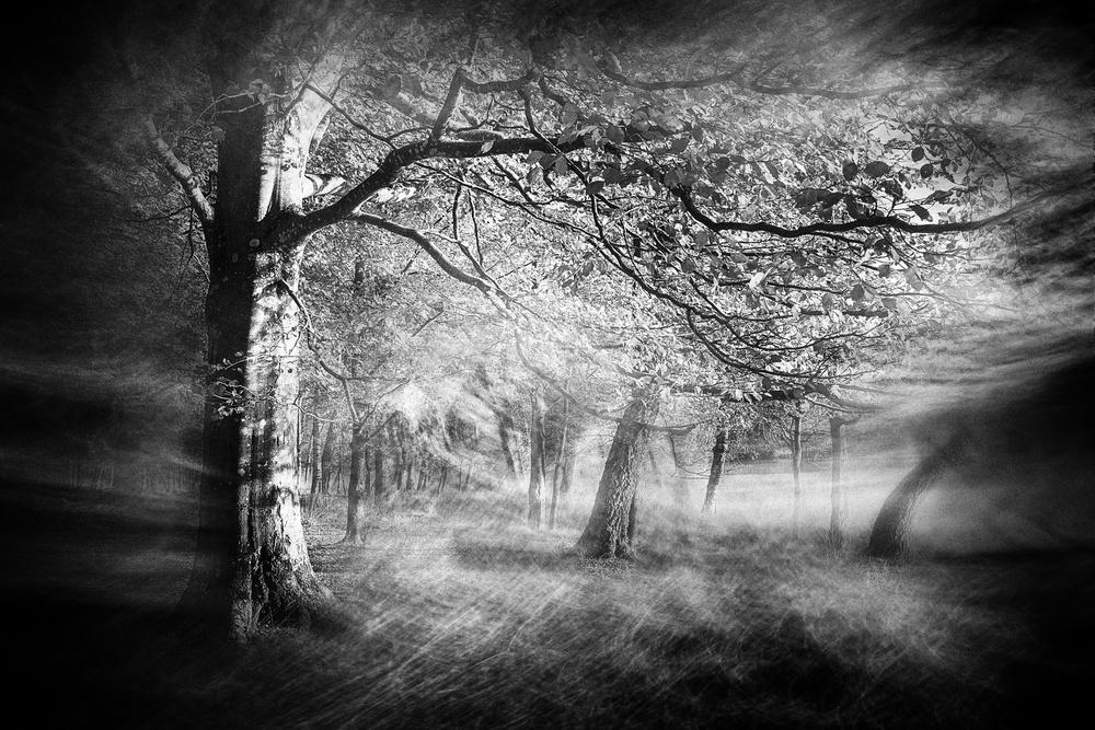 In The Eerie Woods a Gustav Davidsson