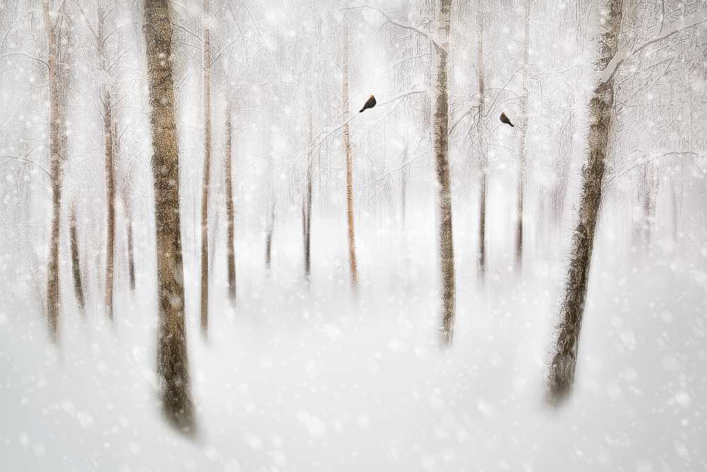 Winter Birches a Gustav Davidsson