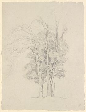 Three trees