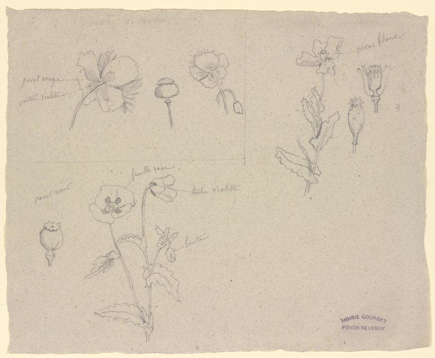Studien zu verschiedenen Mohnarten a Gustave Courbet