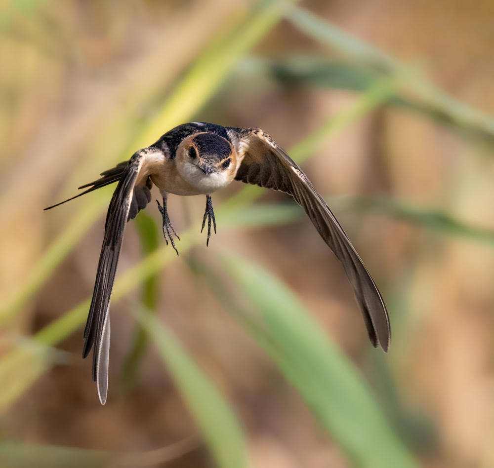Red-rumped Swallow a Guy Wilson