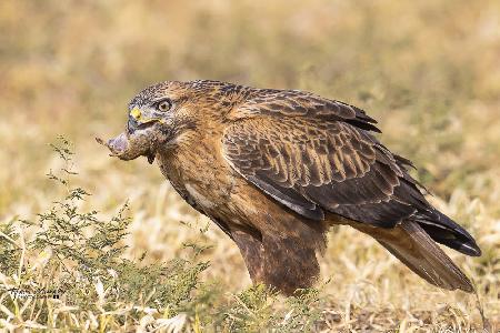 Long-legged buzzard in breafast