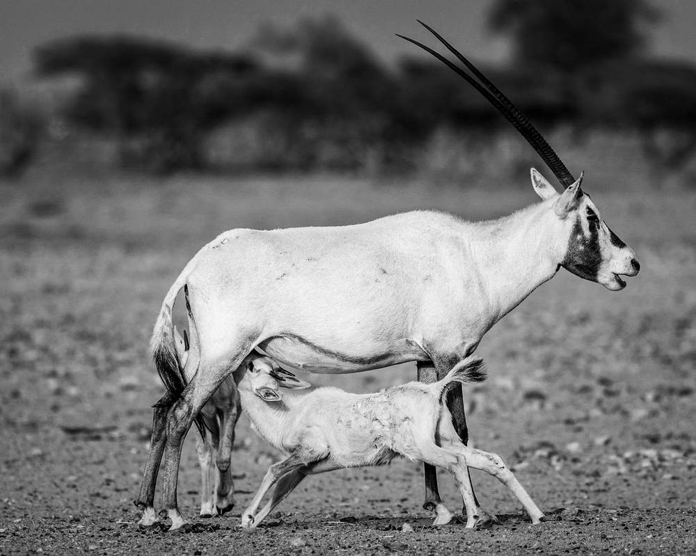 Arabian Oryx a Haitham AL Farsi