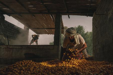 Date Harvest Season