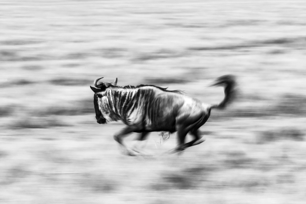 The Wildebeest a Hani AlMarhoun