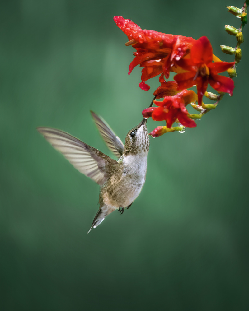 Hummingbird a Hannah Zhang