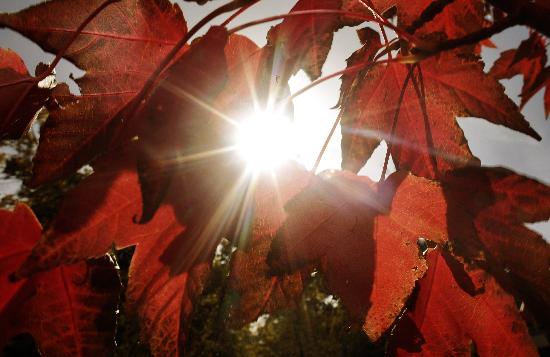 Herbst in Berlin a Hannibal Hanschke