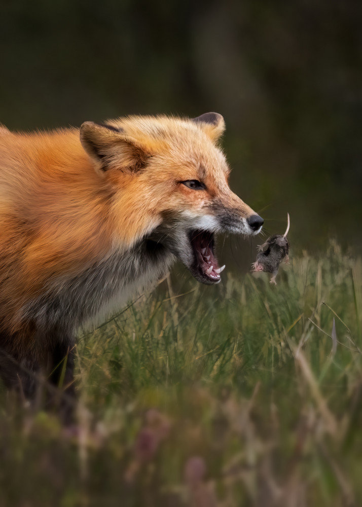 Fox playing with mouse a Hanping Xiao