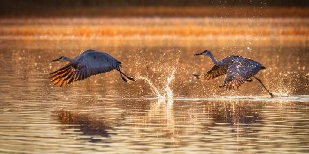 Water Ballet