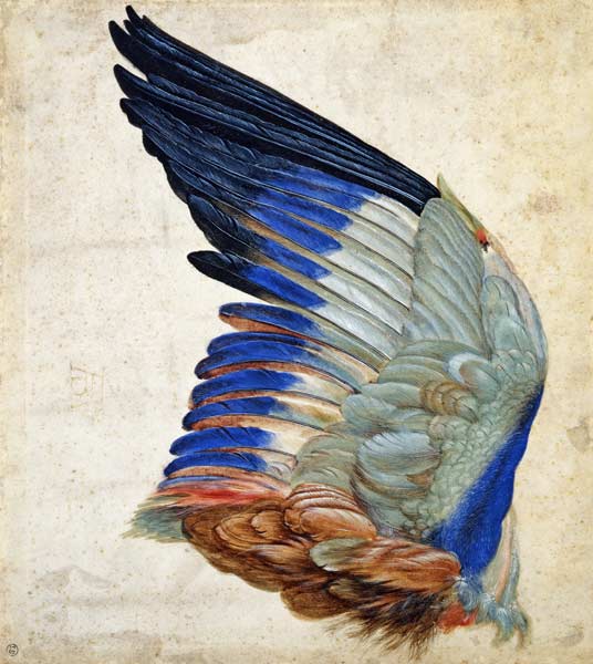 Wing of a Blue Roller a Hans Hoffmann
