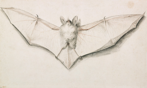 Fledermaus mit ausgespannten Flügeln a Hans Holbein Il Giovane