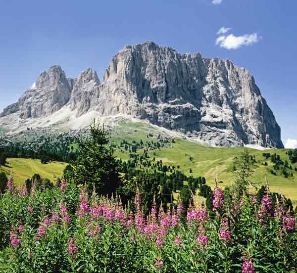 Bergblumen vor Sella-Gruppe a Hans-joachim Arndt