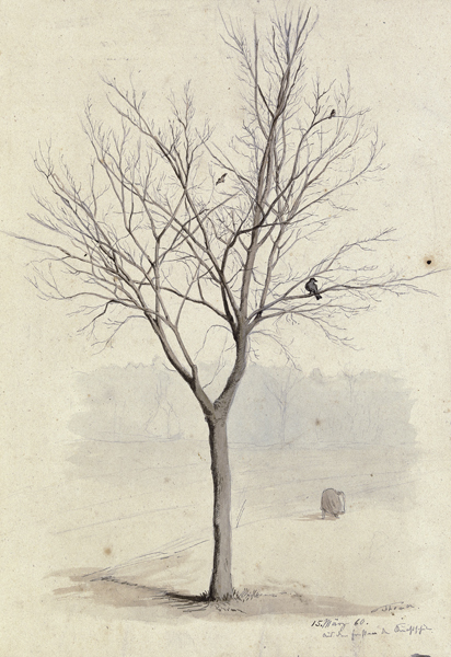 Leafless tree with birds a Hans Thoma