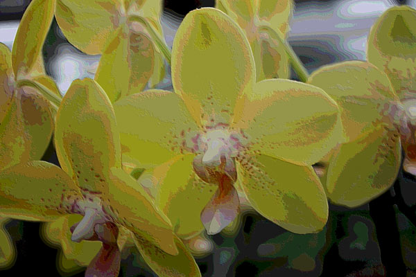 Orchidee 0044 a Harald Albrecht
