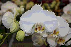 Orchidee 0046