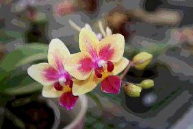Orchidee 0048