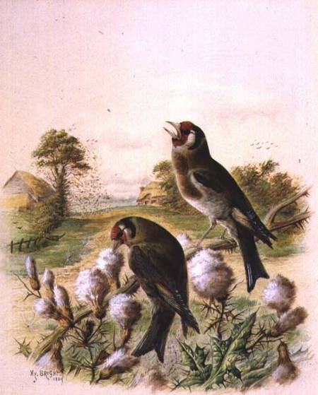 Goldfinches on thistles a Harry Bright