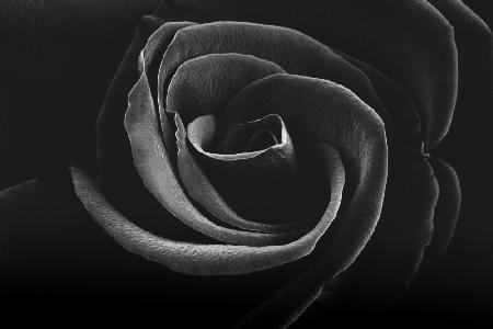 Alluring Black and White Rose