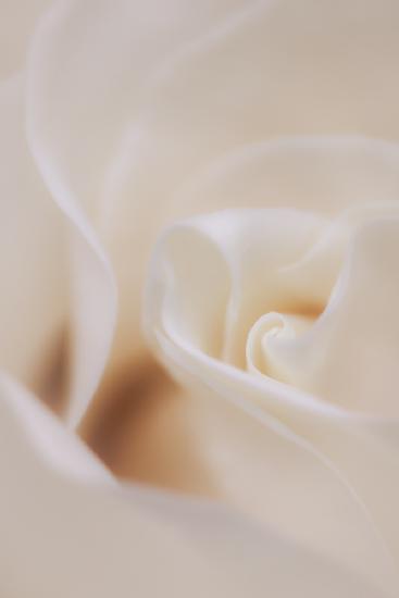 Soft Dreamy White Rose