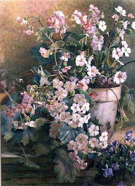 Study of Primroses a Hector Caffieri