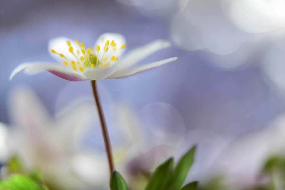 Purple spring a Heidi Westum