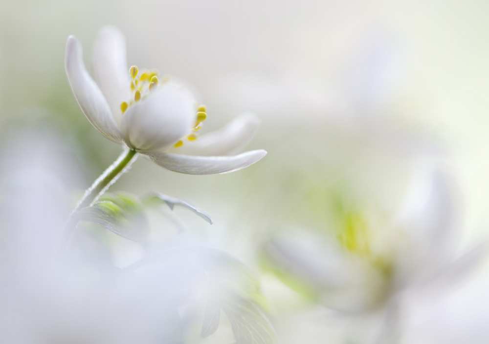 White Spring a Heidi Westum