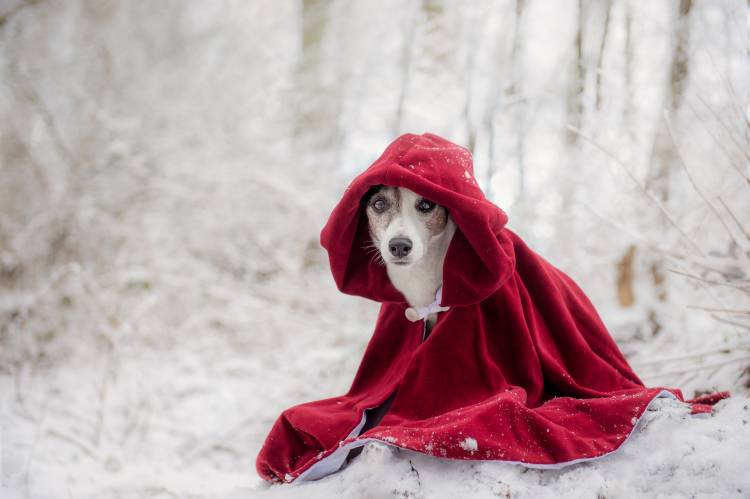 Little Red Riding Hood in Winter a Heike Willers