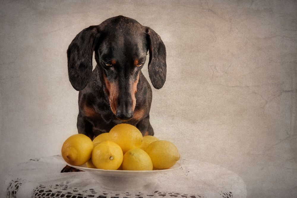 When Life Gives You Lemons... a Heike Willers