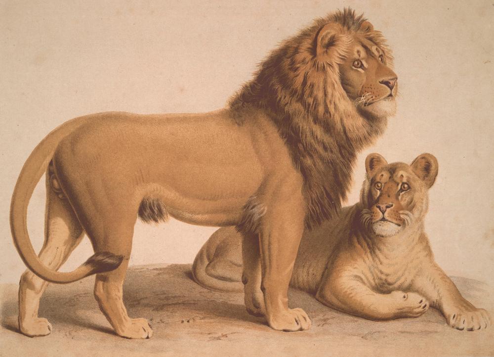The Lion / Felis Leo a Heinrich Leutemann