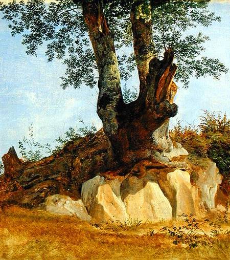 A Tree in Campagna a Heinrich Reinhold