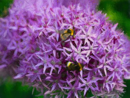 Bees in the aliums