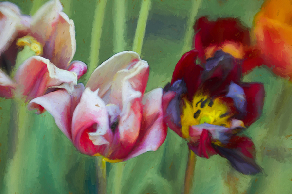 Bright Tulips a Helen White