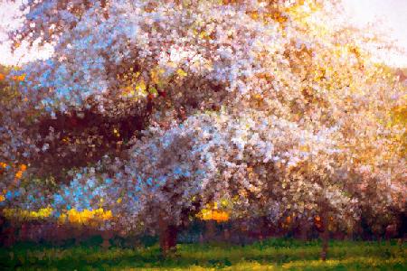 Evening Blossom