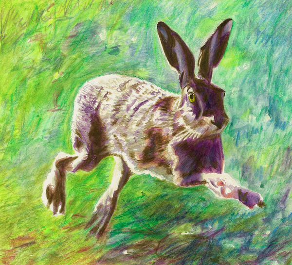 Joyful hare a Helen White
