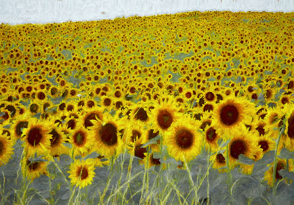 Sunflower field a Helen White