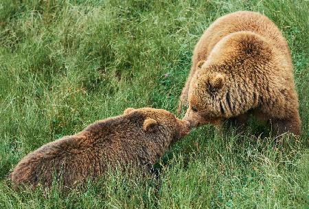 Loving bears